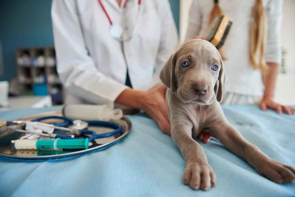 Veterinary Education