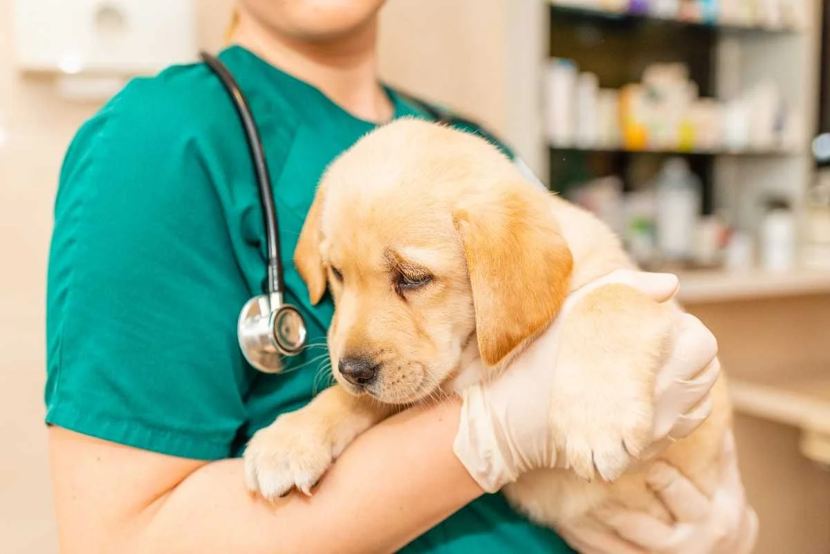 Veterinary Education